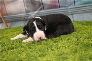 Bilbo - puppy for sale