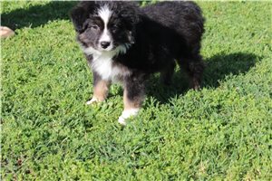 Betsy - Australian Shepherd for sale