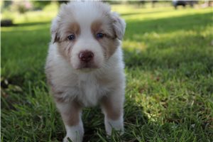 Catrina - Australian Shepherd for sale