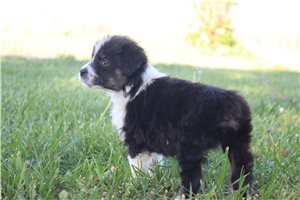 Scotty - puppy for sale