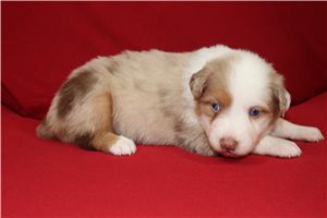 Allie - puppy for sale