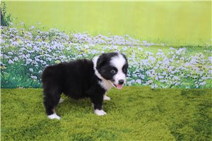 Fenway - Australian Shepherd for sale
