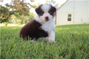 Cricket - puppy for sale