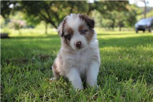 Cheyenne - Australian Shepherd for sale
