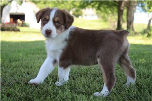 Sherwood - puppy for sale