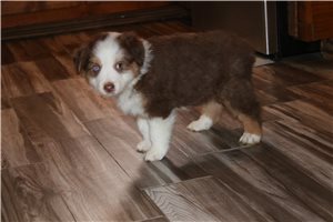 Ansel - puppy for sale