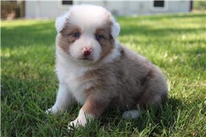 Collette - puppy for sale