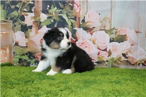 Brielle - Australian Shepherd for sale