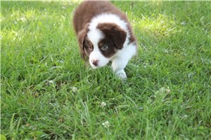 Charlize - Australian Shepherd for sale