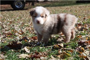 Astro - Australian Shepherd for sale