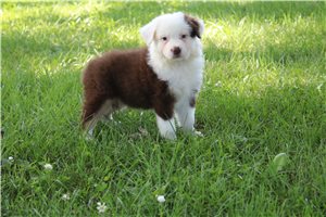 Calvin - Australian Shepherd for sale