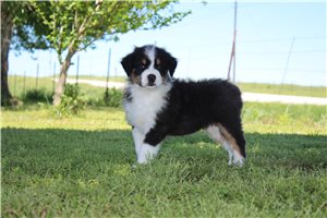 Kenny - puppy for sale