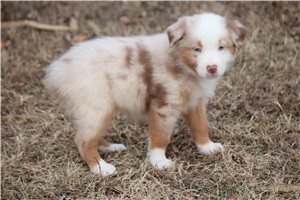 Ayla - Australian Shepherd for sale