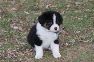 Carson - Australian Shepherd for sale