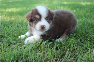 Calista - puppy for sale