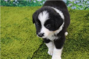 Fortune - Australian Shepherd for sale