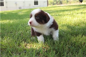Charlize - puppy for sale