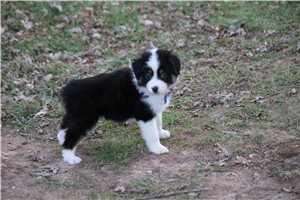 Caroline - Australian Shepherd for sale