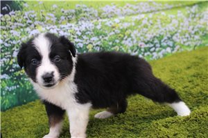 Fergus - Australian Shepherd for sale