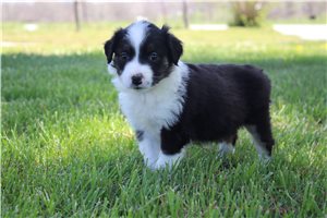 Kip - puppy for sale