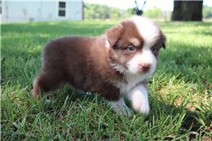 Calista - Australian Shepherd for sale