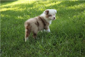 Celeste - Australian Shepherd for sale