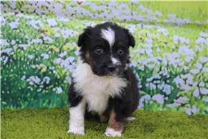 Fenton - Australian Shepherd for sale