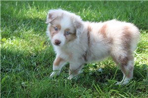Catrina - Australian Shepherd for sale