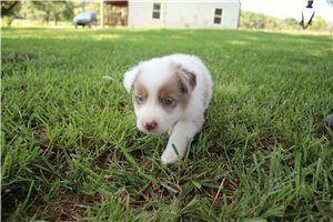 Cayden - Australian Shepherd for sale