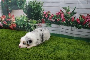 Bronx - Australian Shepherd for sale