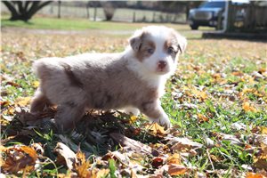 Antoinette - Australian Shepherd for sale