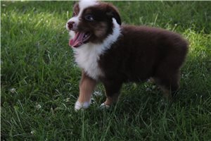 Chloe - Australian Shepherd for sale