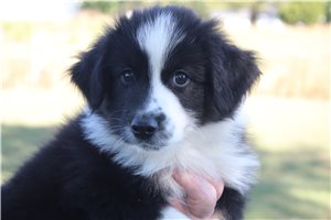 Fortune - Australian Shepherd for sale