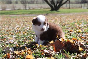April - Australian Shepherd for sale