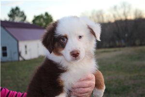 Artie - Australian Shepherd for sale