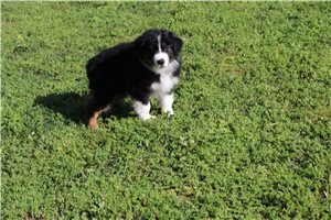 Bilbo - Australian Shepherd for sale