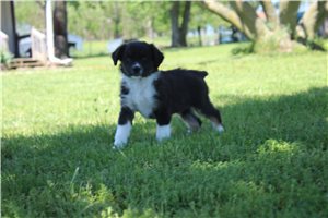Brooks - puppy for sale