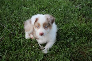 Cayden - Australian Shepherd for sale
