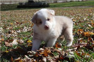 Anya - Australian Shepherd for sale