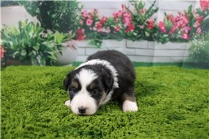 Brielle - Australian Shepherd for sale