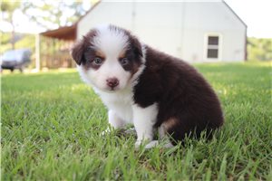 Cricket - Australian Shepherd for sale