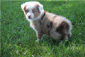 Collette - Australian Shepherd for sale