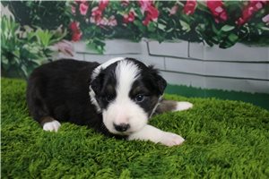 Bash - Australian Shepherd for sale