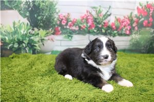 Betsy - Australian Shepherd for sale