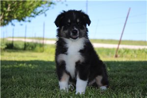 Blake - puppy for sale