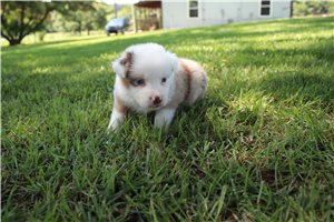 Celeste - puppy for sale