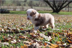 Atom - Australian Shepherd for sale