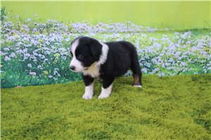 Fancy - puppy for sale