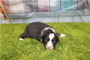 Betsy - puppy for sale