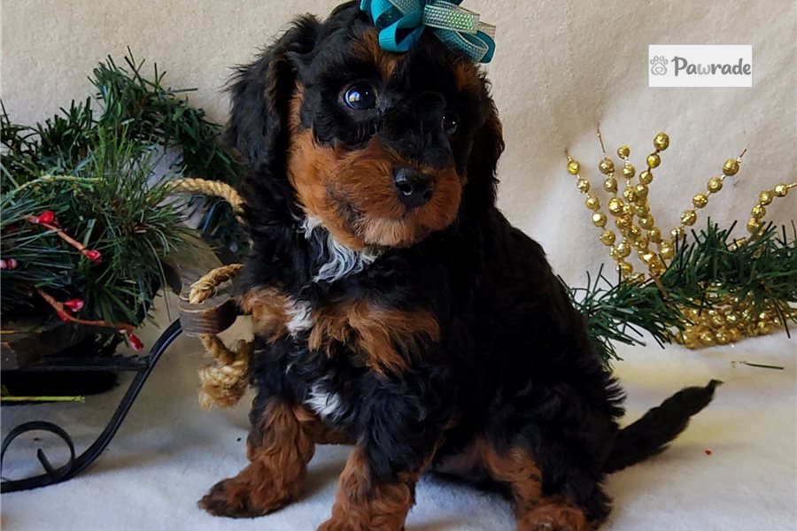 Dexter - Miniature Poodle for sale